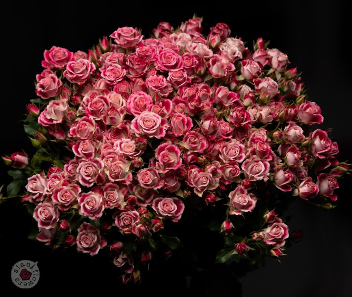 Pink Roses